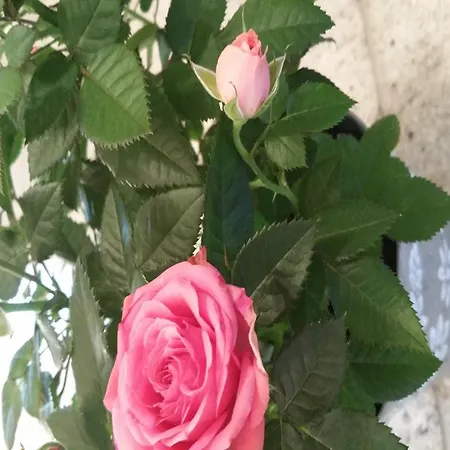 Modern With 2 Bathrooms In * Lirstal