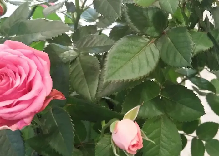 Modern With 2 Bathrooms In * Lirstal